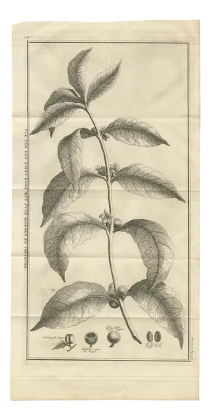 Coffee Plant, 1737, Paper