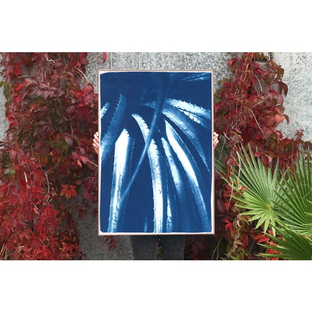 This is an exclusive handprinted limited edition cyanotype of a beautiful Aloe plant. Details: + Title: Jurassic Aloe...