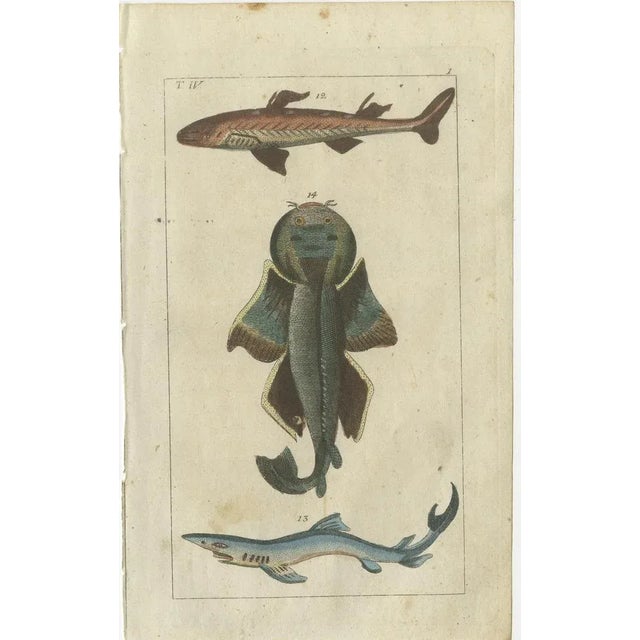 Set of three original antique fish prints. Smooth hammerhead shark, Sphyrna zygaena 15, head of hammerhead 16, White...