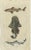 Set of three original antique fish prints. Smooth hammerhead shark, Sphyrna zygaena 15, head of hammerhead 16, White...