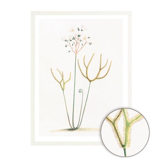 Celerie Kemble Curated Australian Botanical IX (40x60) in White Frame For Sale - Image 4 of 4