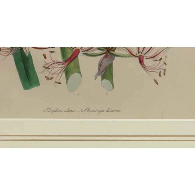 Mid 19th Century Jane Wells Loudon Botanical Prints Framed - a Pair For Sale - Image 9 of 12