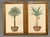 Capture the serene elegance of a tropical estate with this sophisticated pair of vintage botanical palm prints....