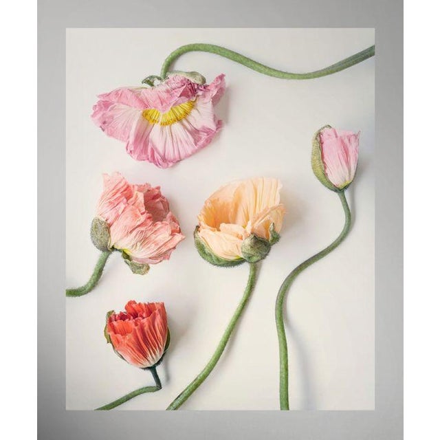 Not Yet Made - Made To Order 5 Color Pastel Poppies For Sale - Image 5 of 6