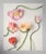 Not Yet Made - Made To Order 5 Color Pastel Poppies For Sale - Image 5 of 6