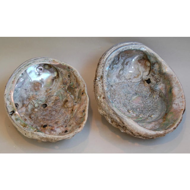 Shabby Chic Vintage Natural Iridescent Abalone Seashells - Set of Two For Sale - Image 3 of 8