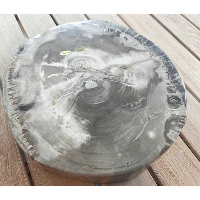 Palecek Palecek Petrified Wood Slab For Sale - Image 4 of 11