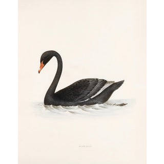 Black Swan Print - 16" X 20" For Sale