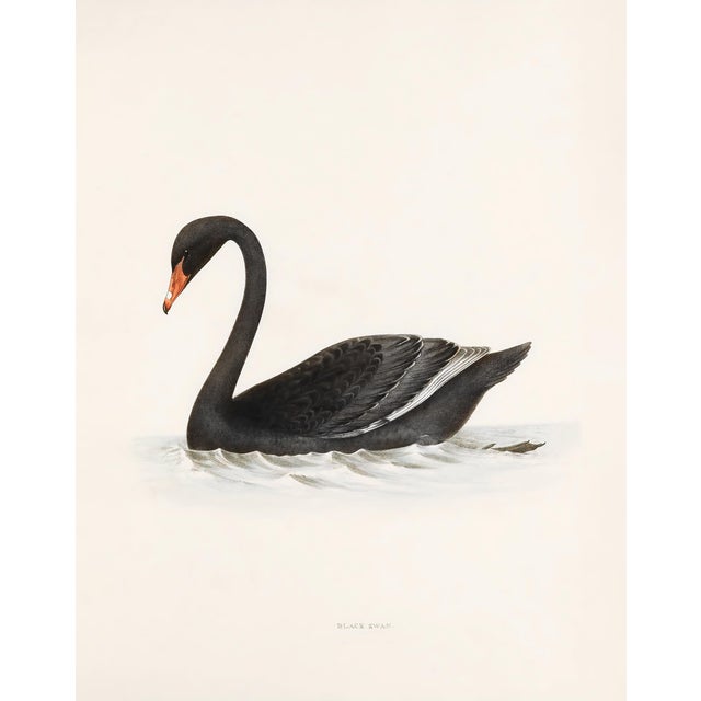 Black Swan Print - 16" X 20" For Sale