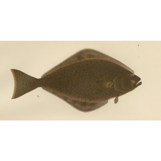 Flounder and Turbot and Plaice, 1895, Paper For Sale - Image 4 of 10