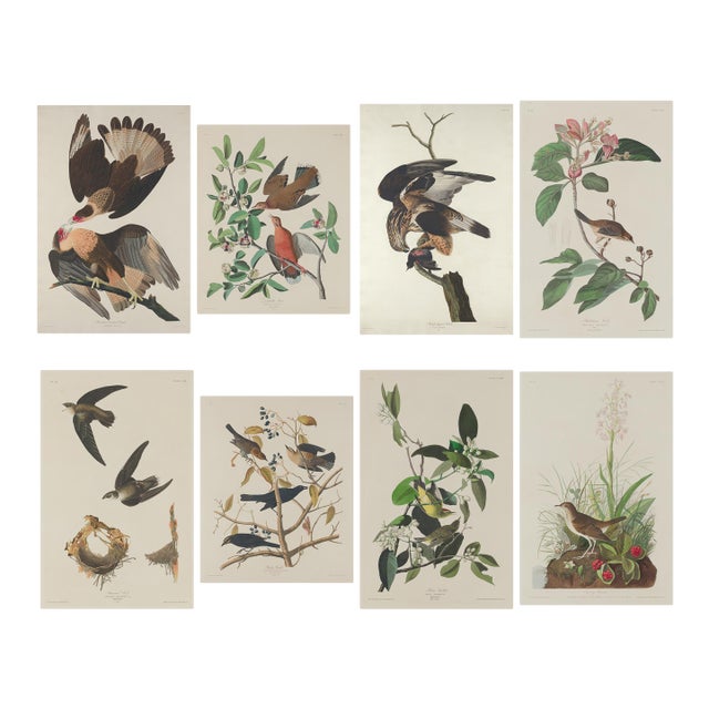 Vintage 1966 John James Audubon Double-Sided Reproduction Prints — Eagle, Falcon, Dove, Swift, Finch, Warbler, Thrush and Grackle - Collection of 4 For Sale