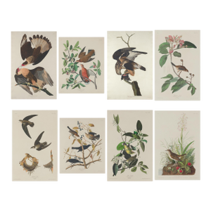 Vintage 1966 John James Audubon Double-Sided Reproduction Prints — Eagle, Falcon, Dove, Swift, Finch, Warbler, Thrush and Grackle - Collection of 4