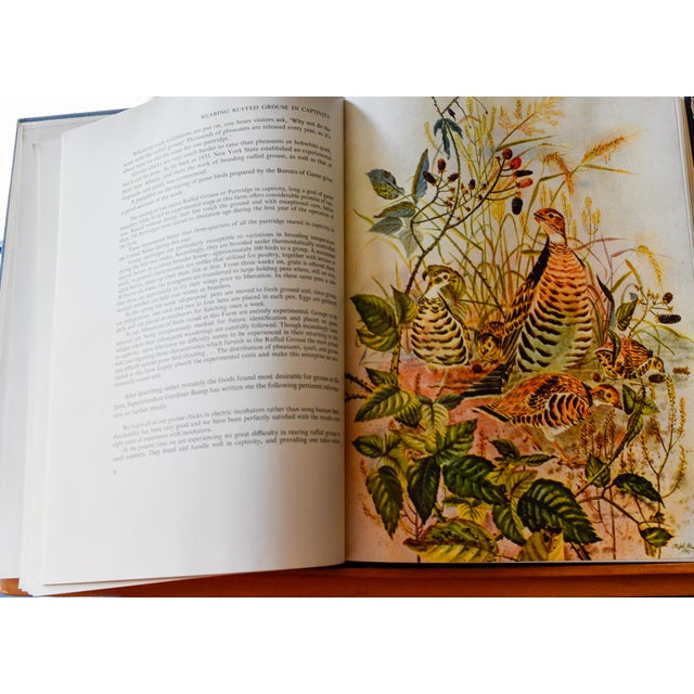 "The Ruffed Grouse" — Henry Marion Hall — First Edition 1946 — Oxford University Press — Illustrated by Ralph Ray For Sale - Image 12 of 14