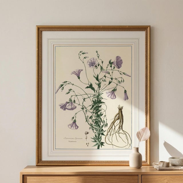 French Country Antique Botanical Engraving With French Matting – “Scammonium Syriacum” After Nicolas Robert For Sale - Image 3 of 14