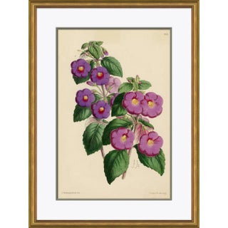 Curtis's Botanicals IV Framed Art Print For Sale