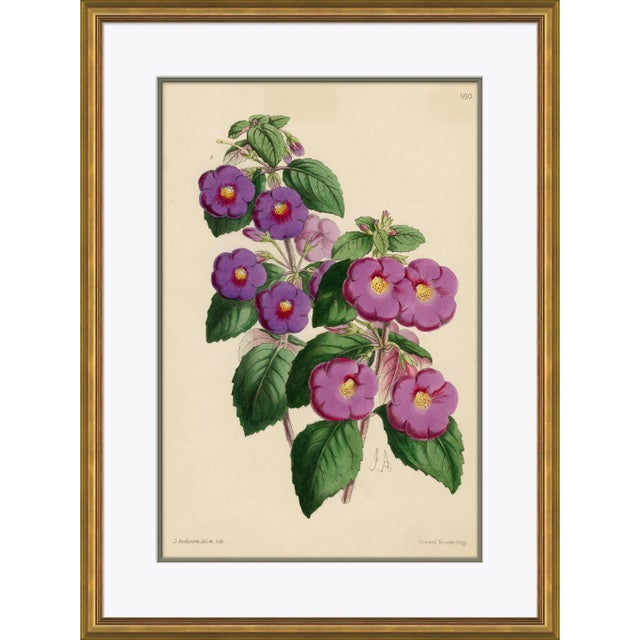 Curtis's Botanicals IV Framed Art Print For Sale