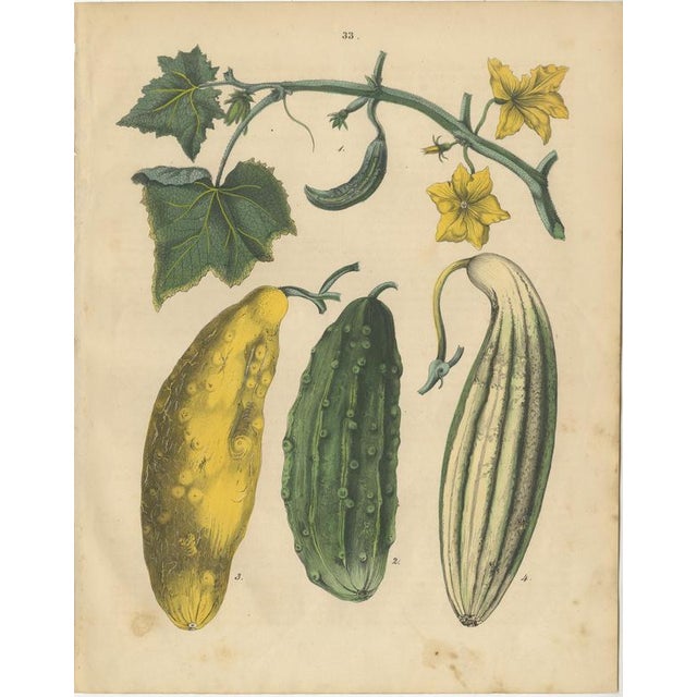 Calwer, Pumpkin and Cucumber, Garden Fruits, 1852, Prints, Set of 2 For Sale - Image 3 of 9