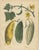 Calwer, Pumpkin and Cucumber, Garden Fruits, 1852, Prints, Set of 2 For Sale - Image 3 of 9
