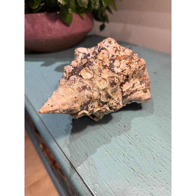 Pair Vintage Natural Horse Conch Seashell Specimen Organic Decor For Sale - Image 9 of 16