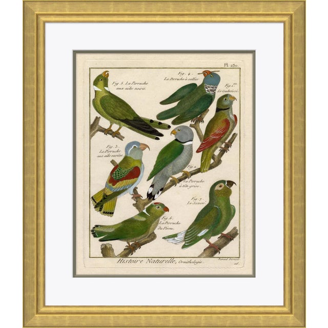 Transitional 18th Century Parakeet Engravings I Framed Art Print For Sale - Image 3 of 3