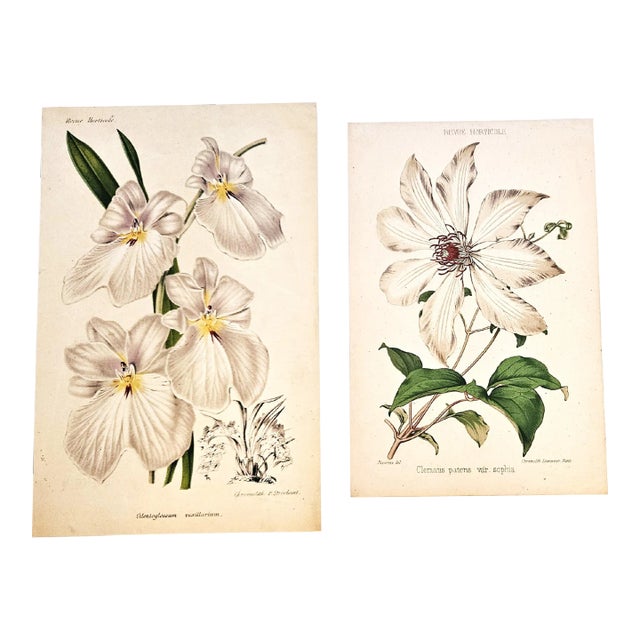 Rare Pair-C1860 Antique French Botanical Chromolithographs, Matted For Sale