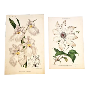 Rare Pair-C1860 Antique French Botanical Chromolithographs, Matted