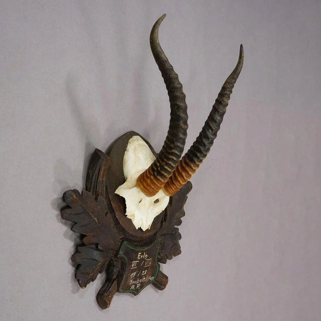 Antique Springbok Trophy on Carved Plaque, Austria 1925 For Sale - Image 4 of 7