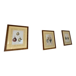 Vintage Framed Pomological Fruit Prints, Set of Three For Sale