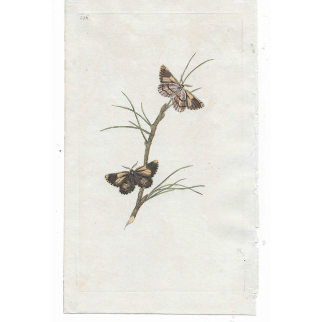 19th century English antique insect engraving of a pine moth.