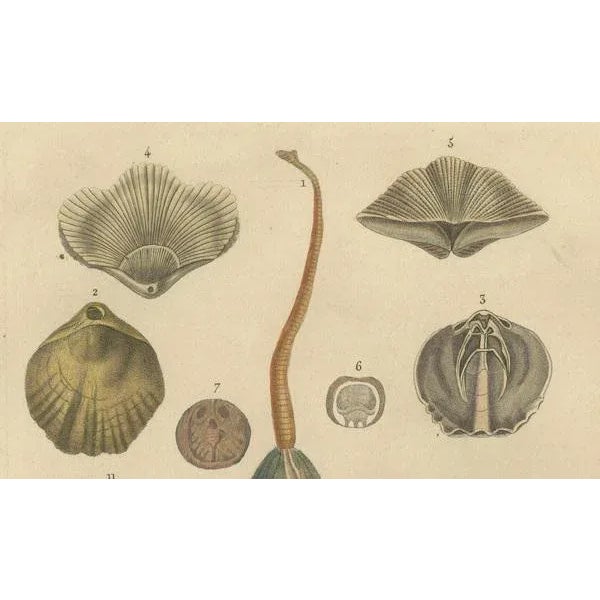An Assortment of Shells and Sea Life, 1845, Paper For Sale - Image 6 of 7