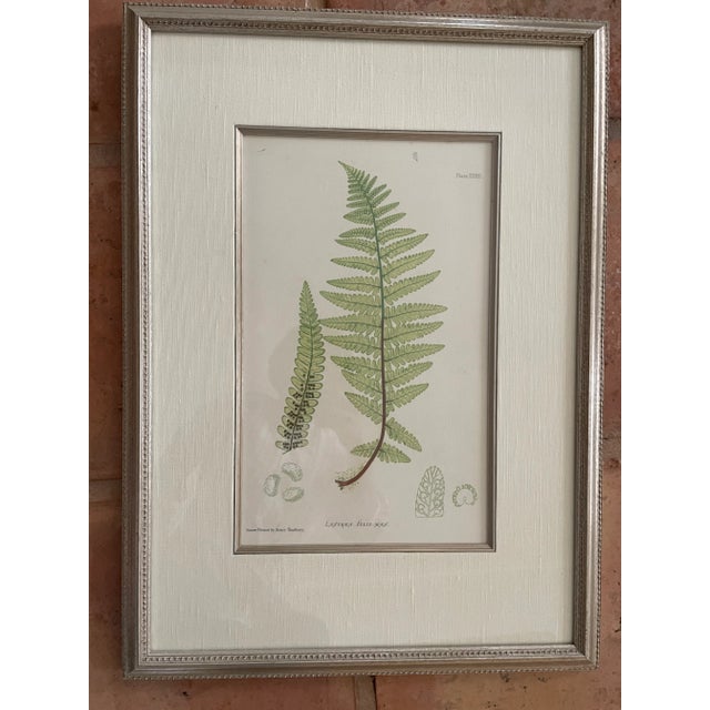 Vintage Henry Bradbury Fern Print, Framed For Sale - Image 11 of 11