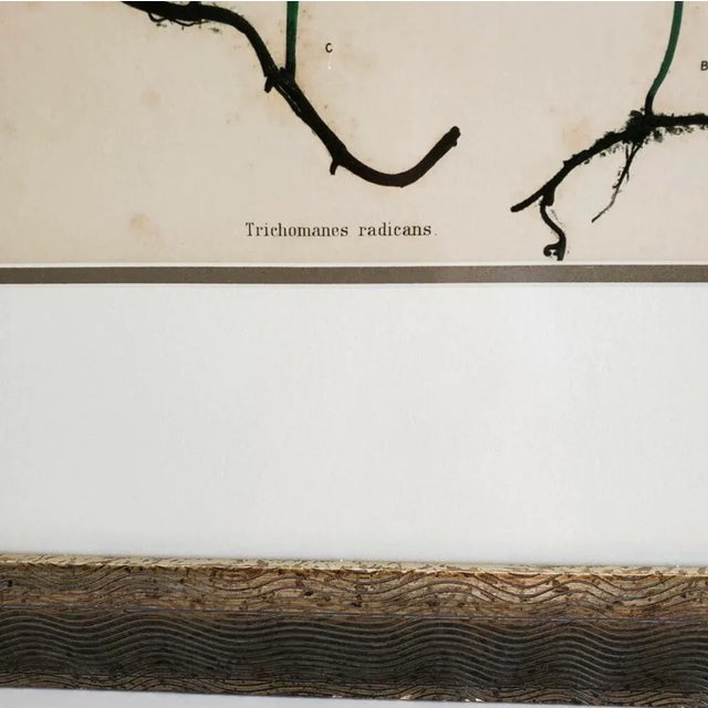 Set of Two 19th Century English Victorian Nature Printed Ferns in Custom Gilt Carved Wood Frames For Sale - Image 11 of 12