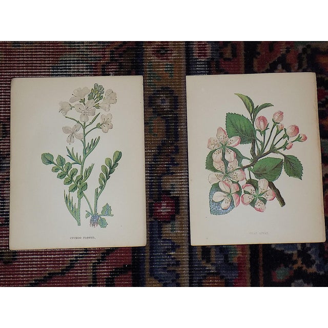 Mid 19th Century Antique 19th Century Anne Pratt Botanical Chromolithographs - Set of 12 For Sale - Image 5 of 10