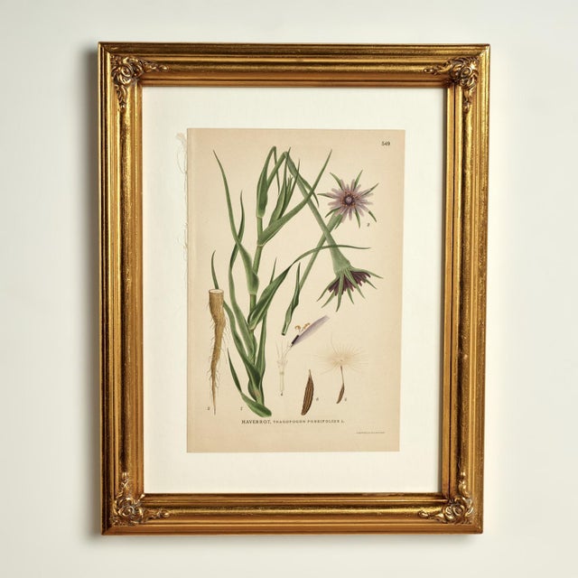 1920s Antique Group of Nine Hand Colored Botanical Prints For Sale - Image 5 of 18