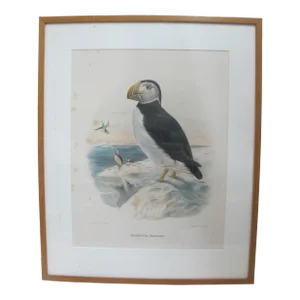 Daniel Giraud Elliot Hand Tinted C1869 Whitney's Bill Puffin Framed Lithograph