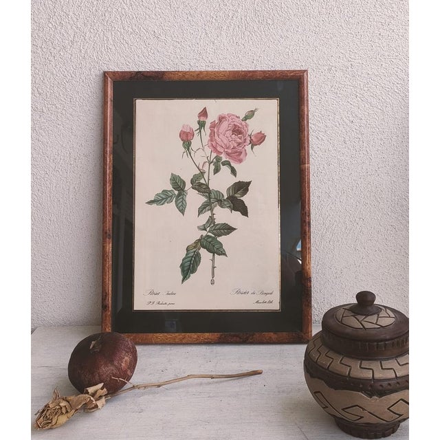 Pierre Joseph Redouté, Botanical of Bengal Rose, 1920s, Lithograph For Sale - Image 3 of 7