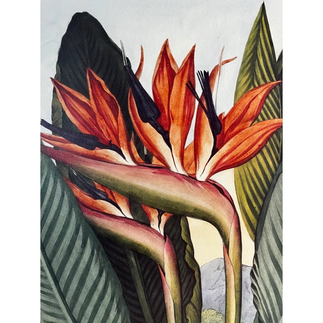 Marvelous print, The Queen Flower (Bird of Paradise), ready for matting and framing. From a series of plates reproduced in...