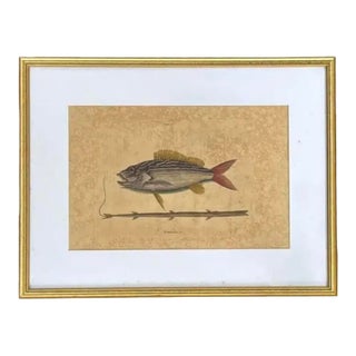 Mark Catesby Engraving, "The Lane-Snapper and the Tobaccopipe Fish" For Sale
