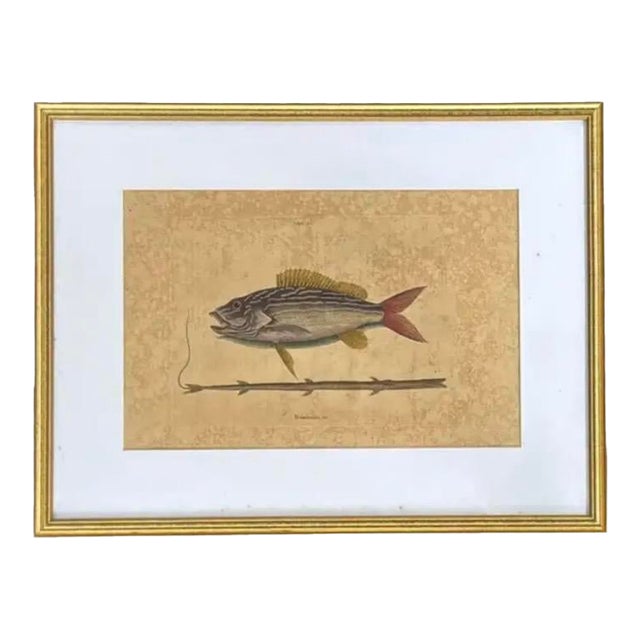 Mark Catesby Engraving, "The Lane-Snapper and the Tobaccopipe Fish" For Sale