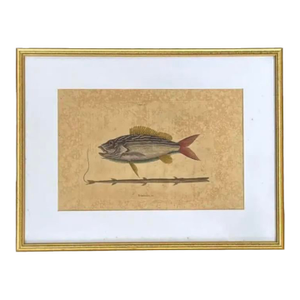 Mark Catesby Engraving, "The Lane-Snapper and the Tobaccopipe Fish"