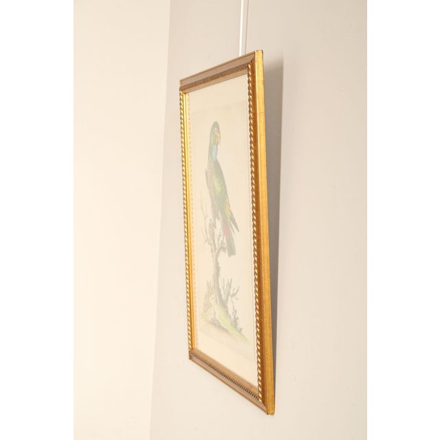 George Edwards George Edwards Ornithological Print, 'Paradise Parrots I' For Sale - Image 4 of 12