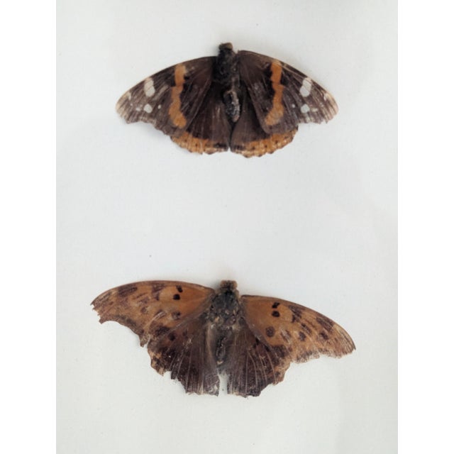 American Vintage Taxidermy Butterflies Framed in an Oil Drop Frame For Sale - Image 3 of 14