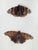 American Vintage Taxidermy Butterflies Framed in an Oil Drop Frame For Sale - Image 3 of 14