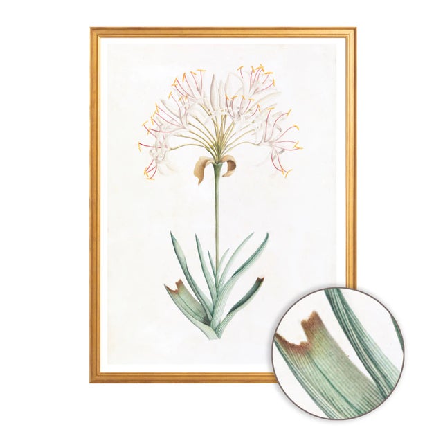 Celerie Kemble Curated Australian Botanical VI (36x48) in Gold Frame For Sale - Image 4 of 4