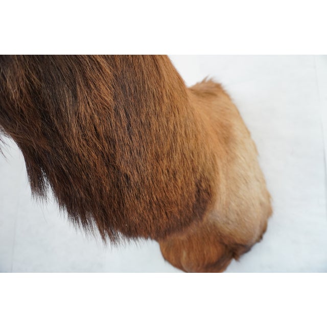 Elk Trophy Head & Shoulder Mount For Sale - Image 15 of 17