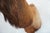 Elk Trophy Head & Shoulder Mount For Sale - Image 15 of 17