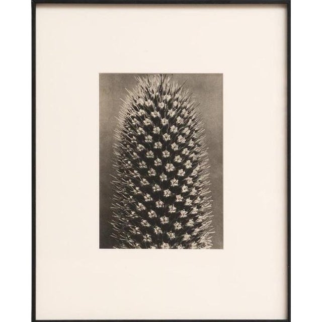 Karl Blossfeldt, Black and White Botanical Image, 1942, Photogravure, Framed For Sale - Image 16 of 16