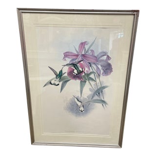 Vintage Gould & Richter Hummingbird Framed Lithograph Print For Sale