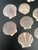 Natural Scallop Sea Shells - Lot of 16 For Sale - Image 4 of 12