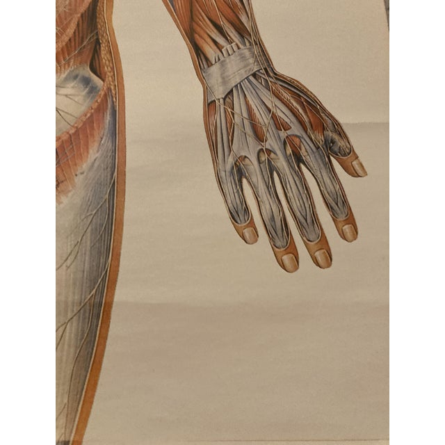 Anatomical Pull-Down Chart of the Human Body, Nervous System , Spine ...